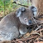 Wild Drop Bear