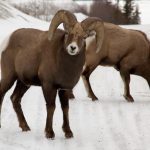 Big Horn Sheep in snow Banff