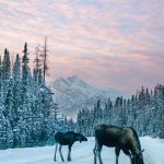 Meligne Lake rd Jasper Moose_CRCelinaFrisson