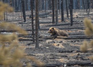 How you can help the ski town of Jasper recover from wildfires