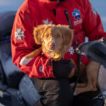 Chilli the super dog at Mt Buller
