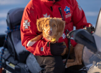Meet Mt Buller’s new therapy dog (immediately books flight to Buller)