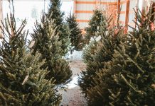 New Christmas tree farm in Jindabyne growing traditional northern hemi firs