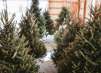 New Christmas tree farm in Jindabyne growing traditional northern hemi firs